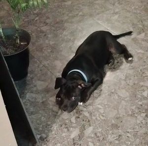 Meet your Posher, Sammy